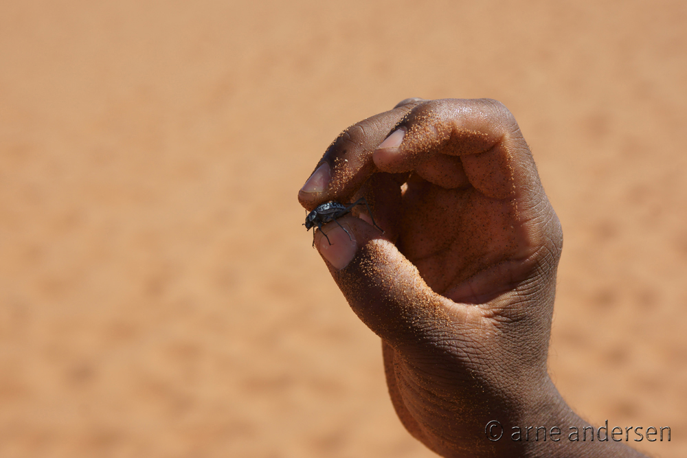 Etosha - Die Wüste lebt
