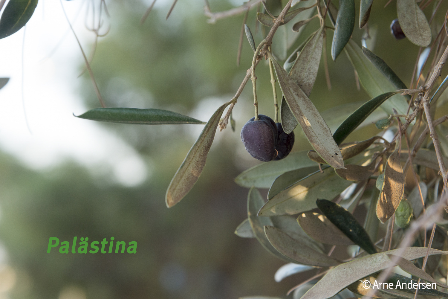 Olivenbäume - ein Wahrzeichen Palästinas