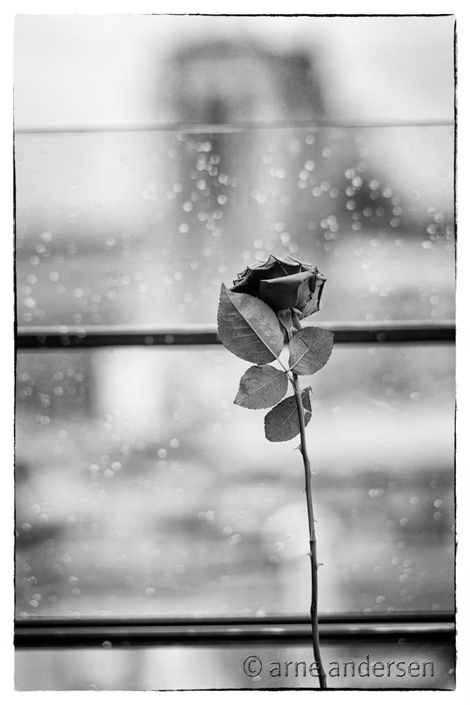 Rose im Centre Pompidou