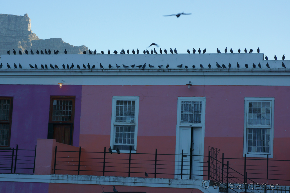 Tauben in Bo Kap und Tafelberg