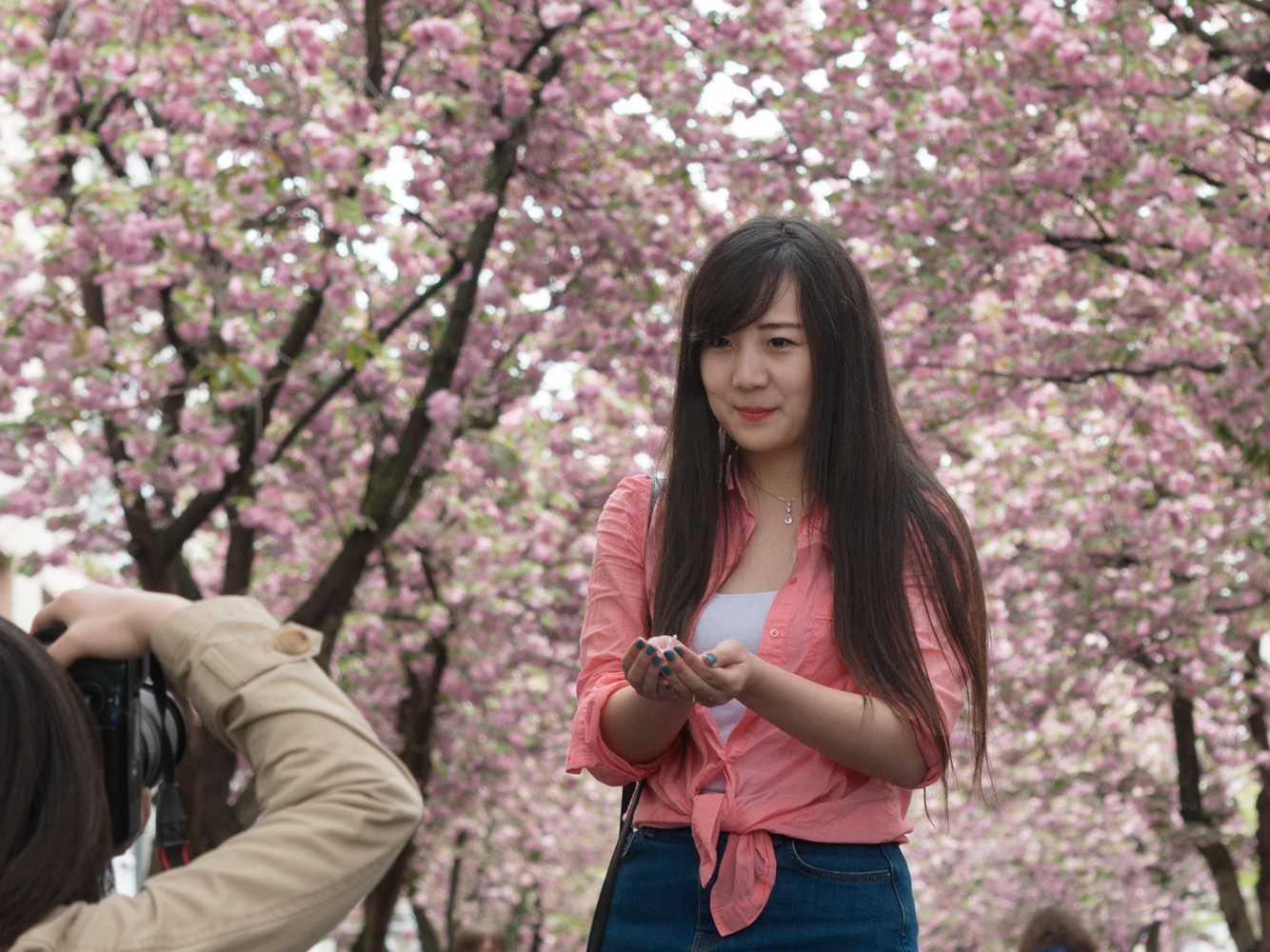 Bonner Kirschblüte: Japaner lieben es